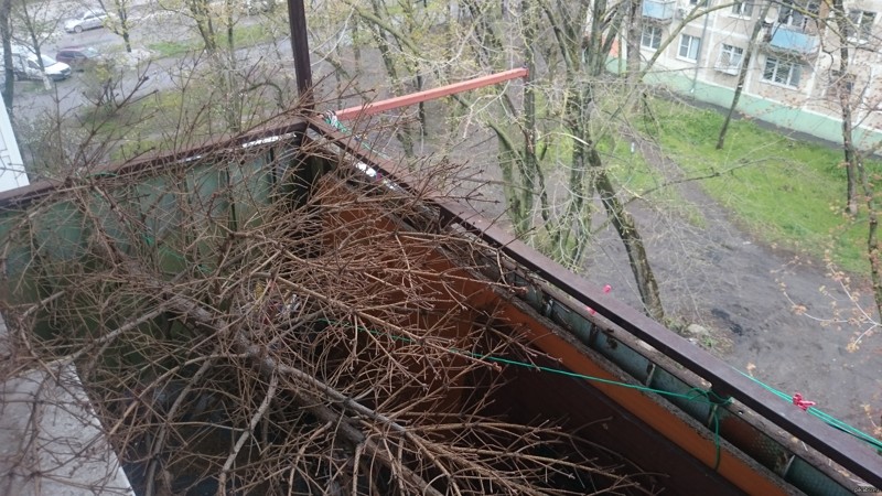 Травка зеленеет, солнышко блестит. На балконе ёлка всё ещё лежит. балкон, мусор, прикол, хлам