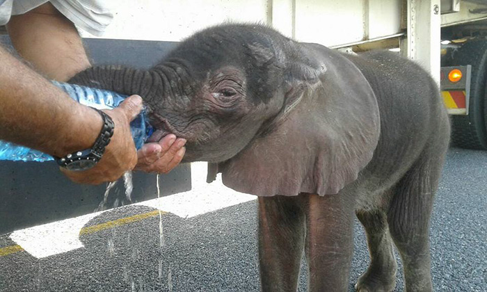 thirsty-baby-elephant-truck-drivers-give-water-botswana-2