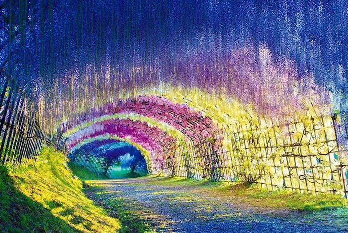 Яркие краски цветов. Яркие краски цветов.