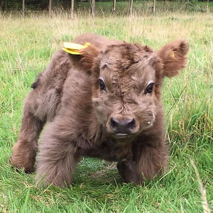 Cute-Baby-Highland-Cattle-Calves