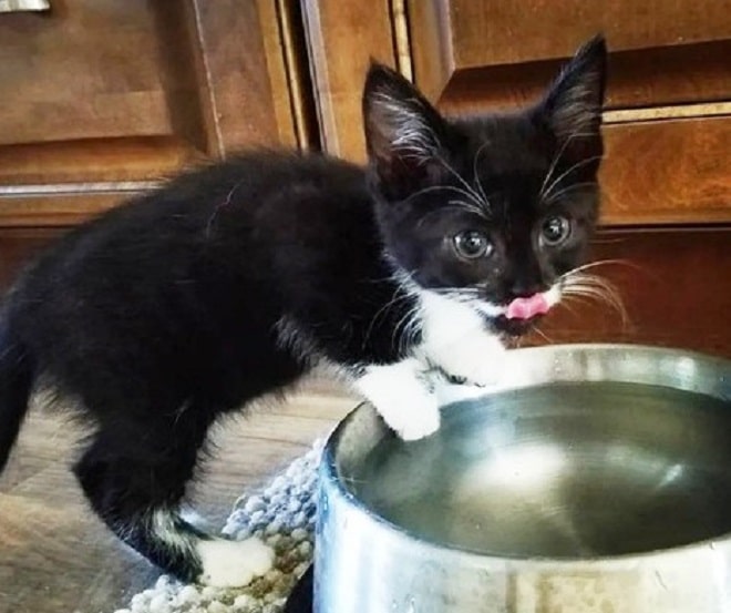 Котенок и миска