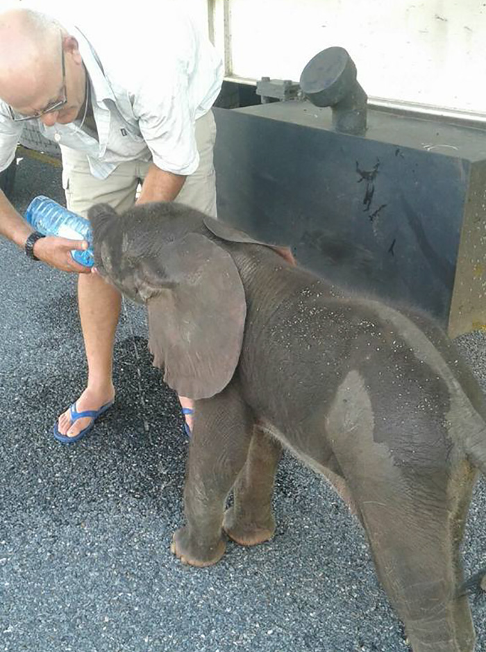 thirsty-baby-elephant-truck-drivers-give-water-botswana-1