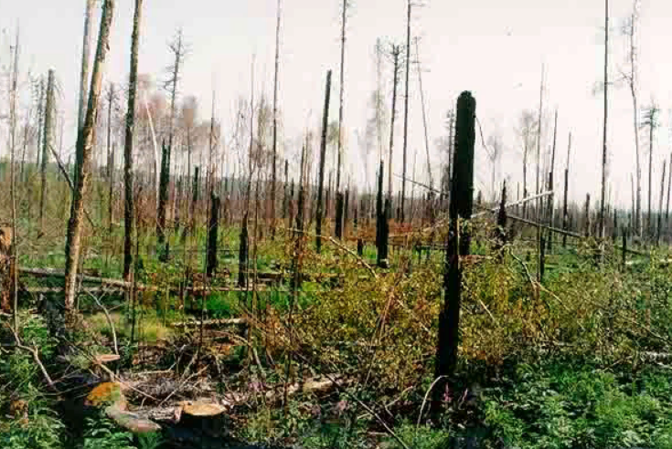 Фото  для иллюстрации Источник -http://nrk.kipk.ru/body/pie/body/6/bogs/fire.jpg