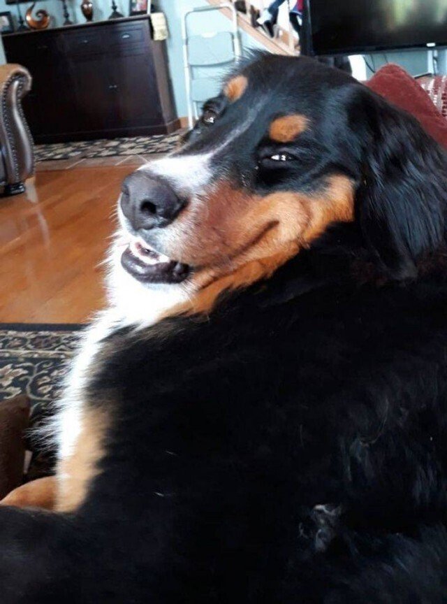 Иногда животные могут быть очень похожи на людей