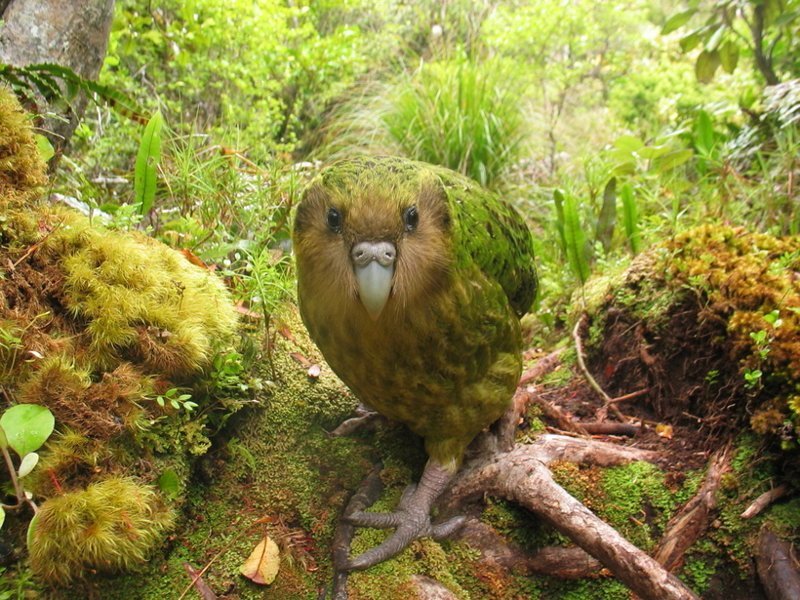 Попугай Какапо птицы, уникальная живность, факты, фауна
