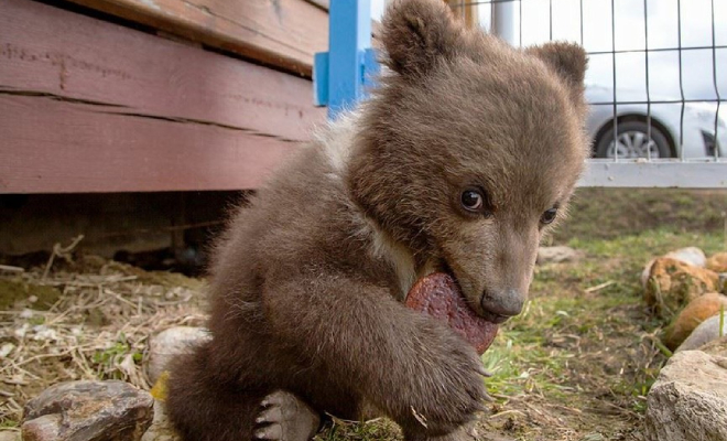 Медведь дважды выходил к людям из леса, а на третий остался у них жить Культура