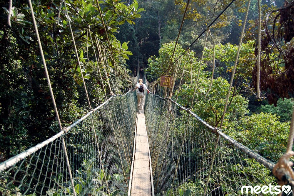 Suspension Bridges Of Canopy
