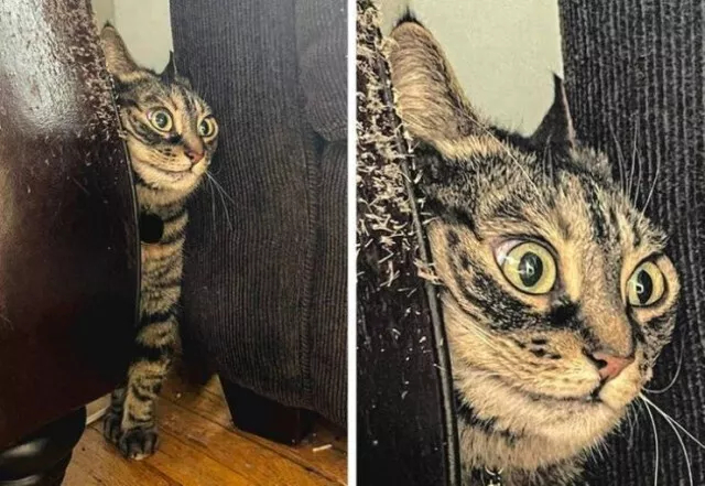 Иногда животные могут быть очень похожи на людей