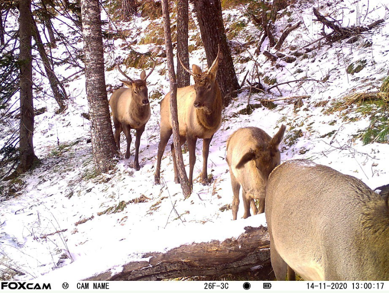 Алтайский заповедник.png