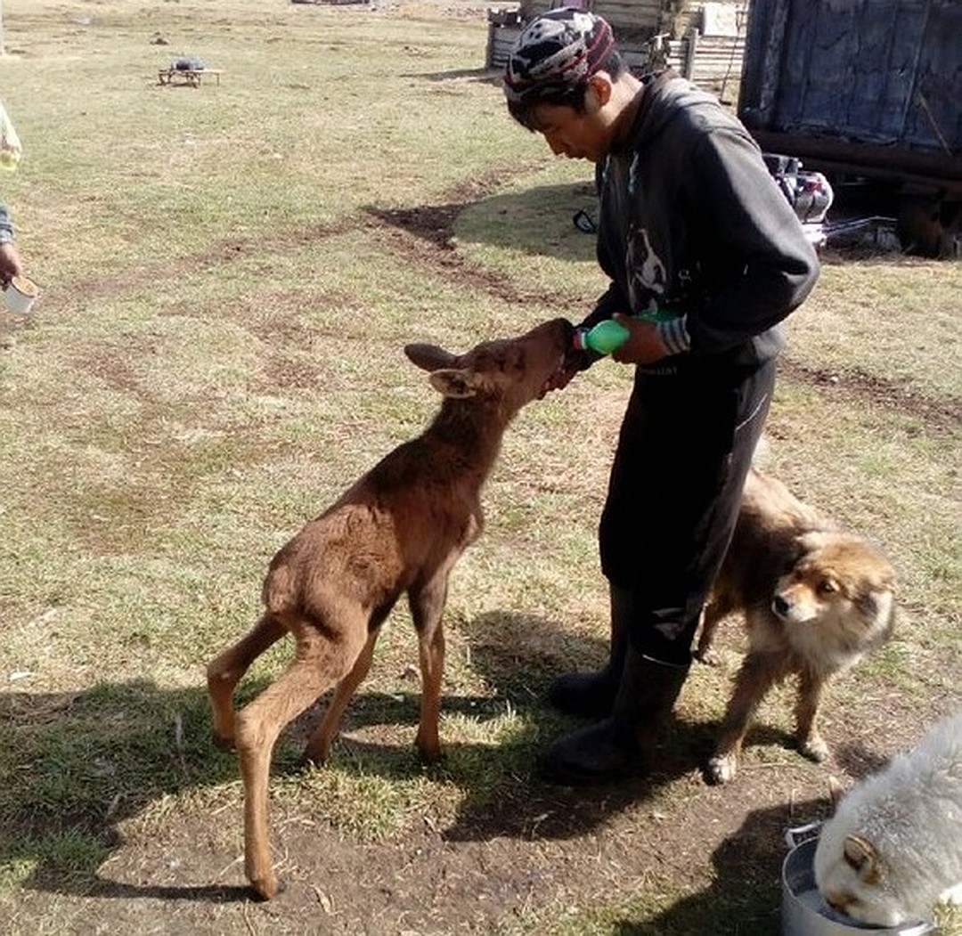Одомашненный лось сдружился с одной из хозяйских собак, с которой они вместе играли. Фото: ulus.media. 
