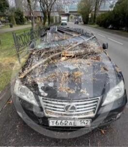 Даже смотреть больно: в Сочи упавшее от ветра дерево уничтожило дорогой  Lexus