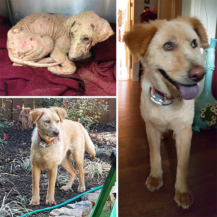 Дом спасенных животных. Бездомные собаки в заброшках. Собачий приют умка старый оскол. Собаки из приюта. Дом спасенных животных.