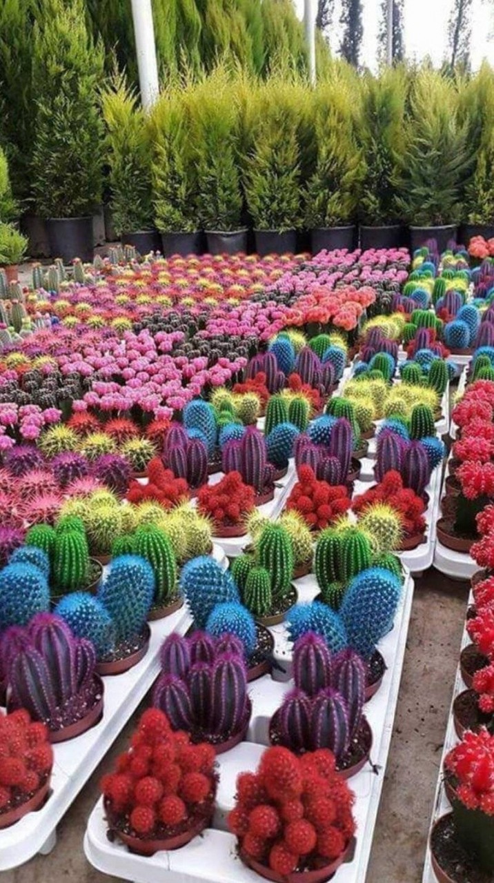 25 фото кактуса, за который вас посадят на 25 лет 25 фото кактуса, за который вас посадят на 25 лет интересное