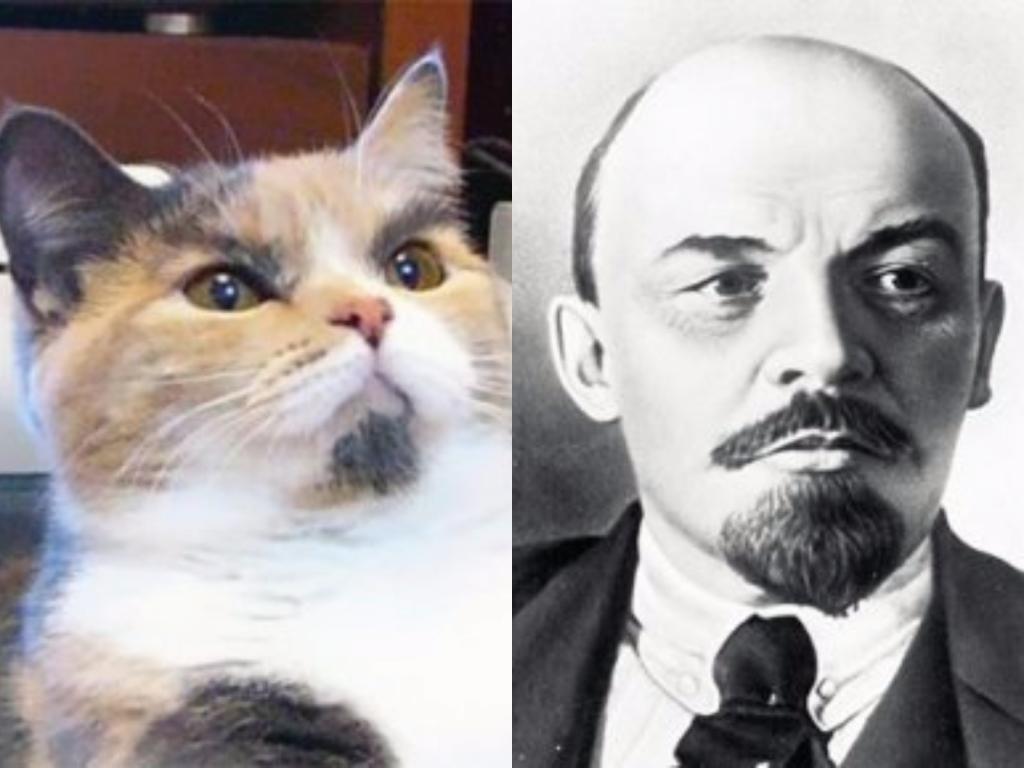 Коты, похожие на людей и киногероев: забавные фото Коты, похожие на людей и киногероев: забавные фото интересное
