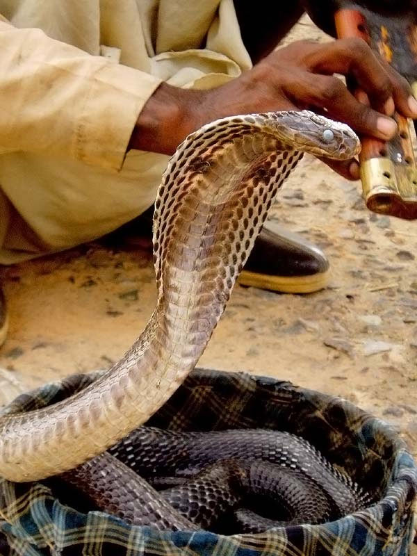 Праздник змей в Индии