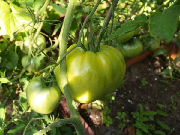 Порадовал меня сорт помидор Розовый мёд! Порадовал меня сорт помидор Розовый мёд!