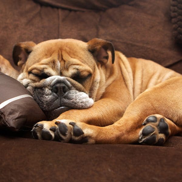 sleeping-english-bulldog-jpg