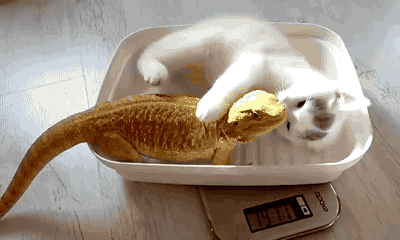 Подборка прикольных и веселых гифок для настроения Подборка прикольных и веселых гифок для настроения