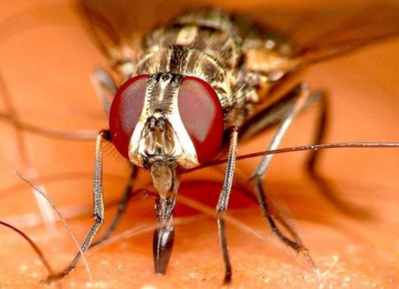Почему мухи в августе кусаются сильнее, и чем это может быть опасно августе, можно, жигалки, кусаются, просто, насекомых, августа, хоботок, популяция, через, всего, только, также, укуса, жигалок, возрастает, дверь, кровь, совсем, ротовой