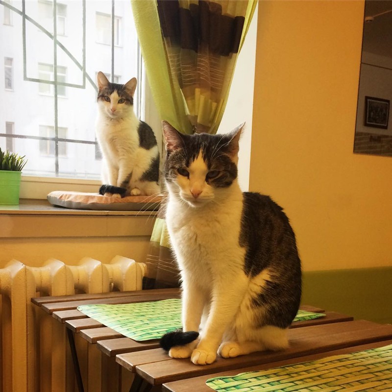 Как отксерачить кота? копипаста, прикол, сбой в матрице, совпадение, так не бывает