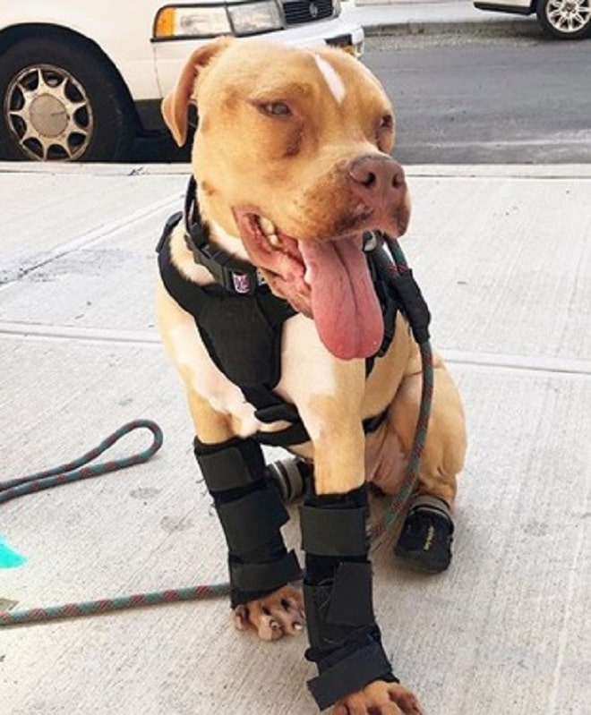 Собака сидит