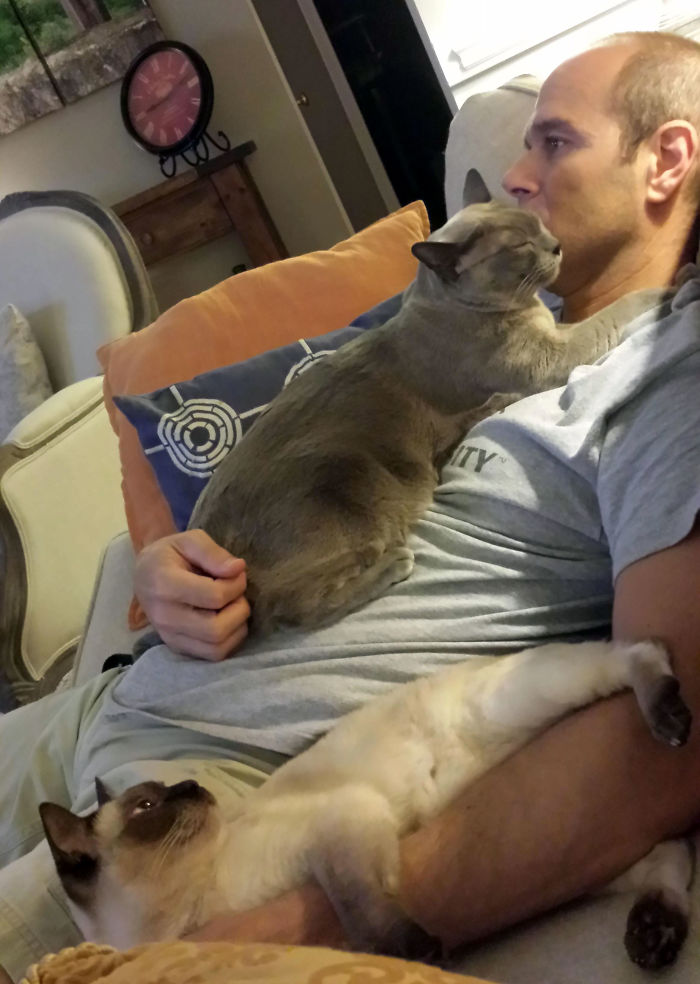 Без кота и жизнь не та