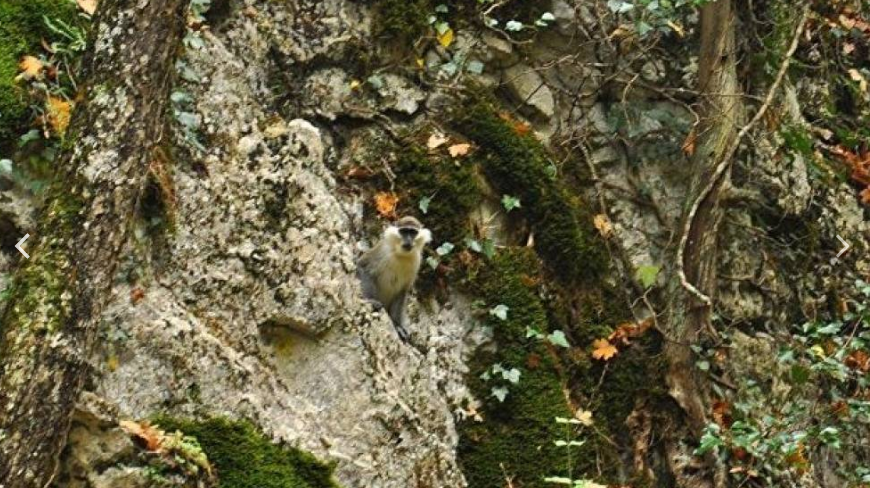 Дикие обезьяны в крымском лесу - правда или выдумка