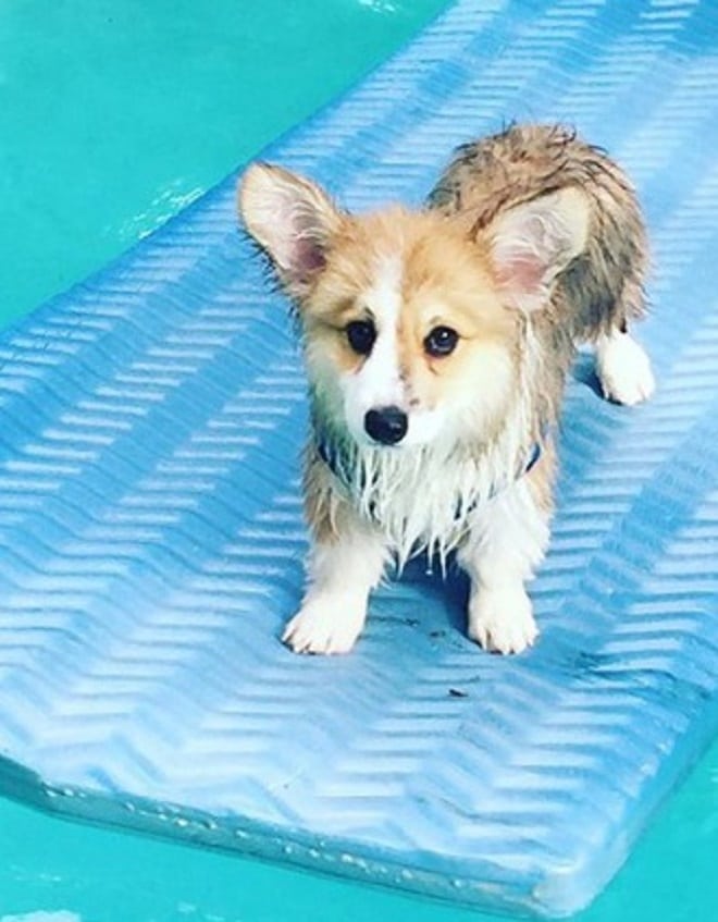 Как пушистый животик милахи-корги отвлекал бегущих спортсменов истории из жизни,супер