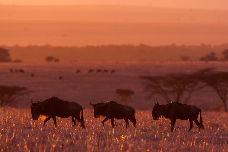 Неповторимые африканские закаты Африка,Кения,Масаи-Мара