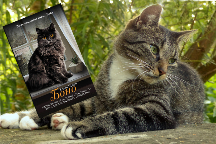 «Боно. Удивительная история спасенного кота, вдохновившего общество», Хелен Браун.