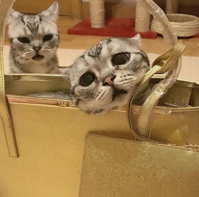 кошка луху, самая грустная кошка в мире 