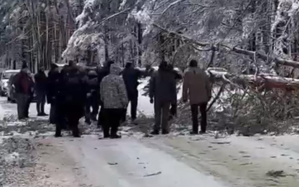 Водители перерубили преградившую дорогу в Спас-Клепиках сосну