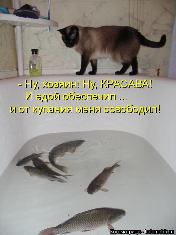 Котоматрица: - Ну, хозяин! Ну, КРАСАВА! И едой обеспечил ... и от купания меня освободил!