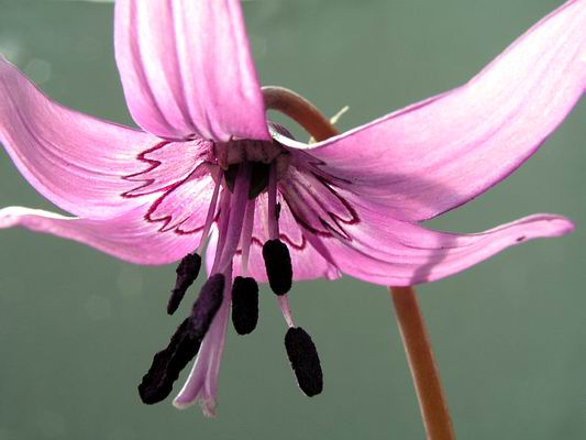 Erythronium japonicum flower (533x400, 28Kb)