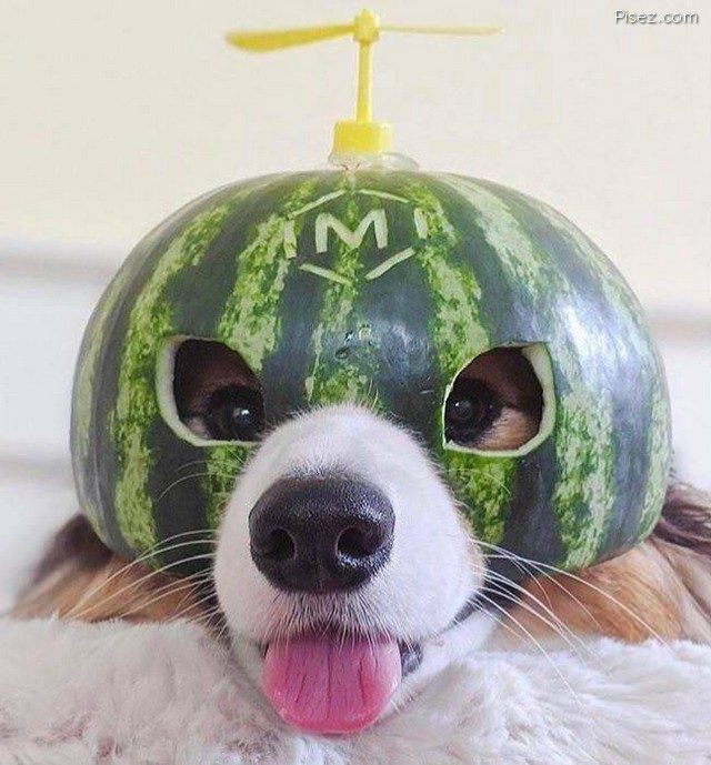 Майские приколы 2021 Майские приколы 2021 позитив,смешные картинки,юмор