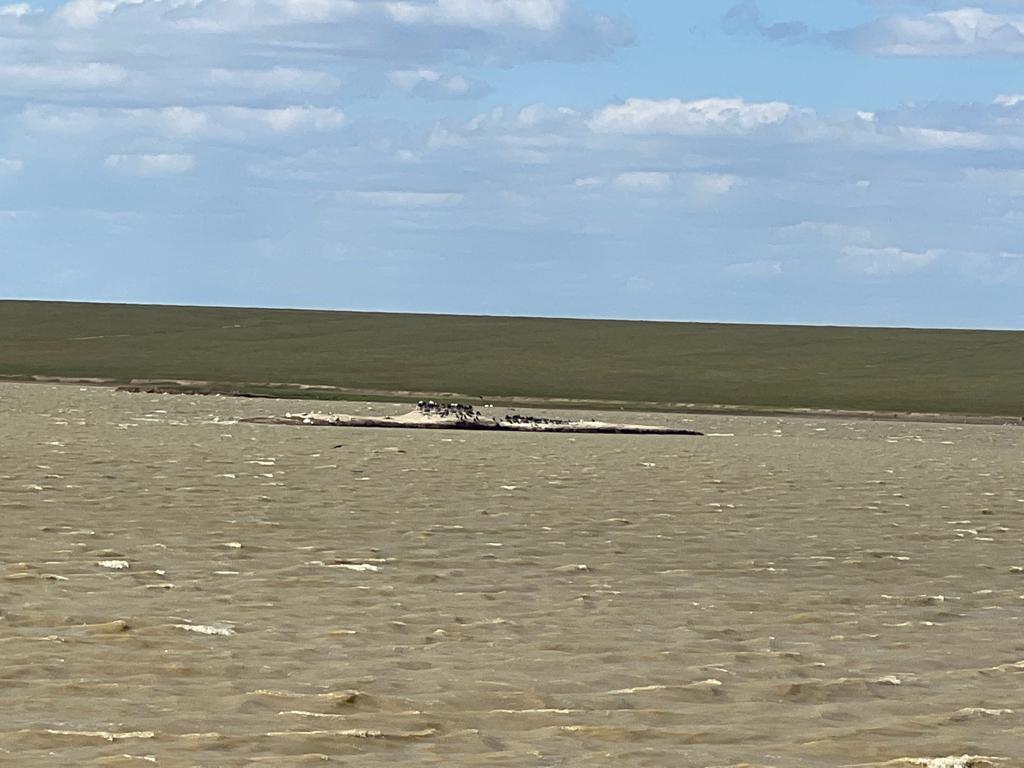 Птицы на Маныче