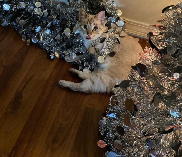 кошка с серебристыми елками
