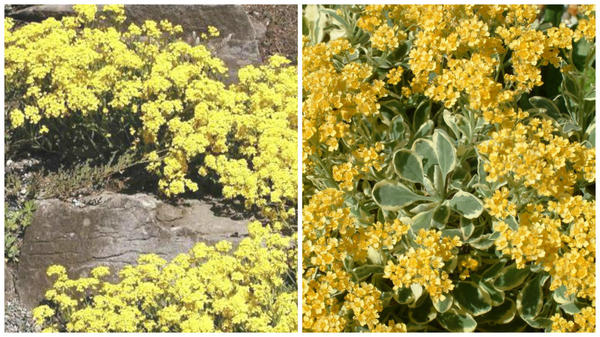 Ауриния скальная сорта Citrina, фото c сайта Espace pour la vie, Dudley Nivill Variegata, фото c сайта The Beth Chatto Gardens