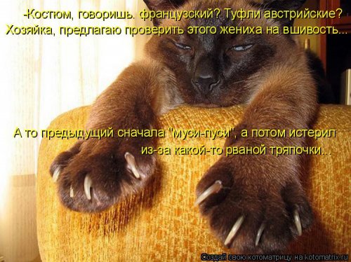 Свежая котоматрица (26 фото)