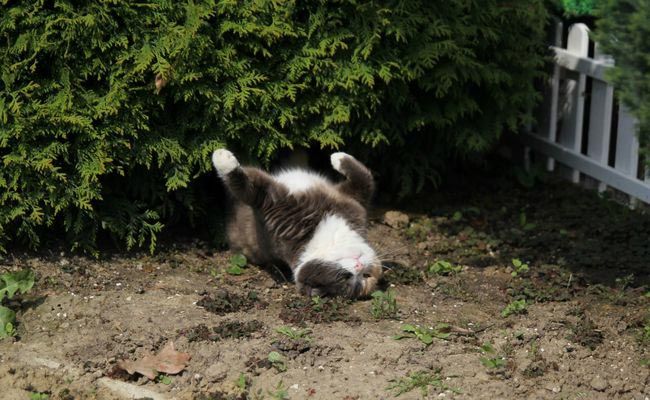 коты смешно спят, коты кошки спят в смешной позе, коты и кошки спящие смешное