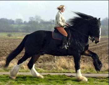 Самые большие лошади в мире — английские тяжеловесы породы шайр