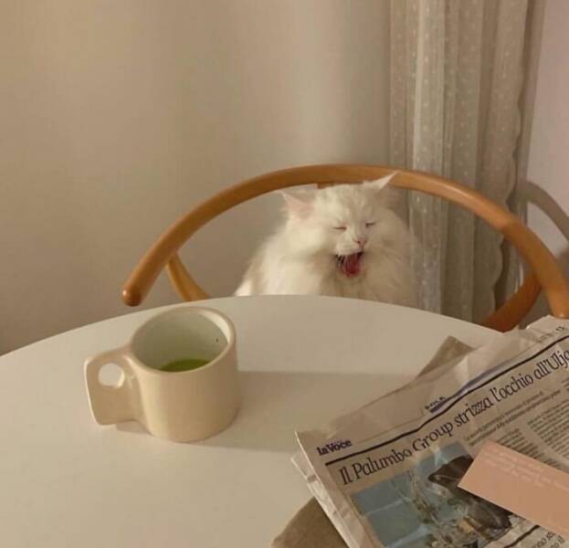 Очарование животных: моменты, которые заставляют улыбаться  