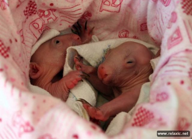 newborn-wombats_012