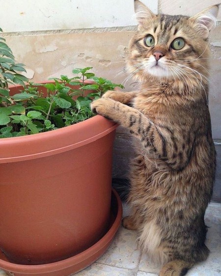 Коты в саду и на даче. 20 смешных, удивительных и просто няшных фото Коты в саду и на даче. 20 смешных, удивительных и просто няшных фото кошки, Только, кошка, хозяйка, цветы, вместо, мышей, этого, совершенно, котов, показать, вредителями, кошек, просто, чудеса13А, знаете, почему, некоторые, стремятся, залезть