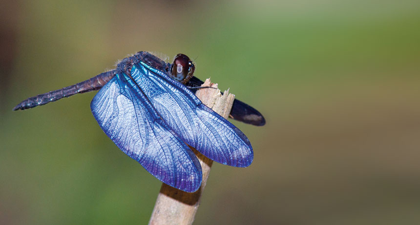 morpho dragonfly
