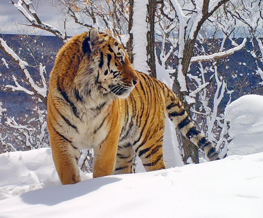 Благодаря нацпрограмме в России сохранена популяция амурских тигров 