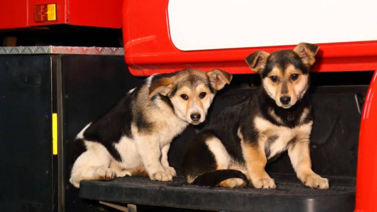 Спасенные от голодной смерти щенки стали талисманами курганского гарнизона пожарной охраны