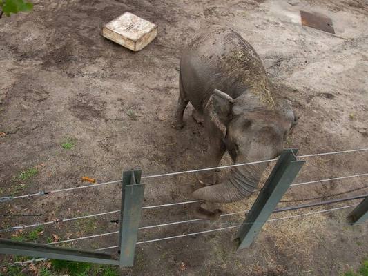 В США страдающая от одиночества слониха судится с зоопарком