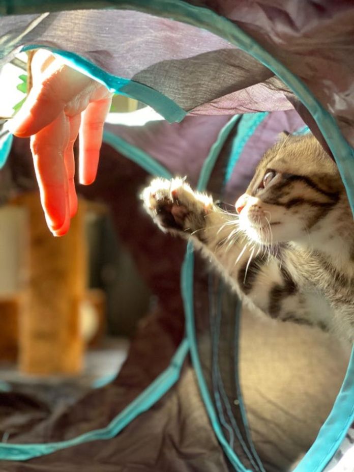 Без кота и жизнь не та