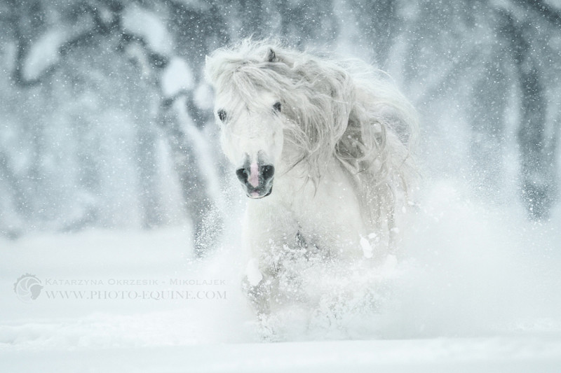 Белое безумие. Автор фото: Катаржина Окжешик-Миколаек 500px, дикая природа, животные, красиво, фотографии